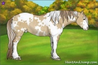 Horse Color:White Spotted Red Dun Sabino Rabicano