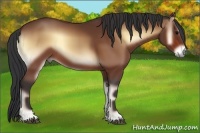 Horse Color:Bay Onyx 