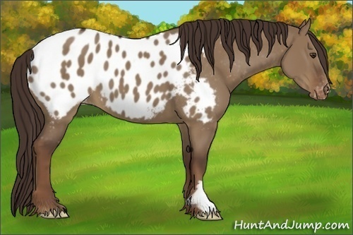 Horse Color:Liver Red Dun Frame Appaloosa