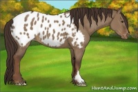 Horse Color:Liver Red Dun Frame Appaloosa 