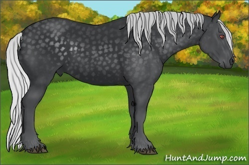 Horse Color:Silver Black Chinchilla 