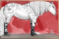 Horse Color:Silver Bay Chinchilla Near Leopard 