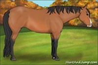 Horse Color:Bay Splash 