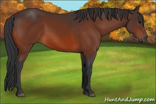 Horse Color:Bay 