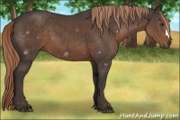 Horse Color:Liver Chestnut 