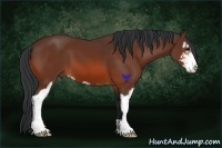 Horse Color:Bay Sabino 