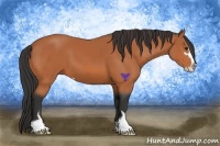Horse Color:Bay Sabino 