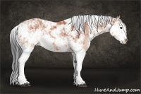 Horse Color:Bay Sabino 