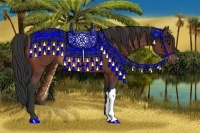 Horse Color:Bay Rabicano 