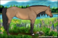 Horse Color:Bay Dun