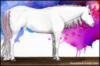 Horse Color:Watercolor White Spotted Buckskin Ice Appaloosa 