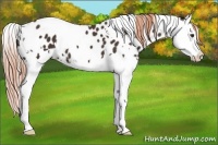 Horse Color:White Spotted Liver Chestnut Splash Near Leopard