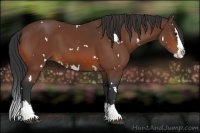 Horse Color:White Spotted Bay Sabino Splash