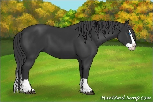 Horse Color:Black Splash
