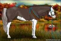 Horse Color:Liver Chestnut Splash 