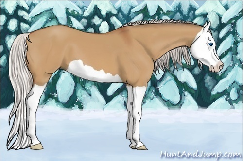 Horse Color:Silver Bay Dun Splash 