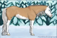 Horse Color:Silver Bay Dun Splash