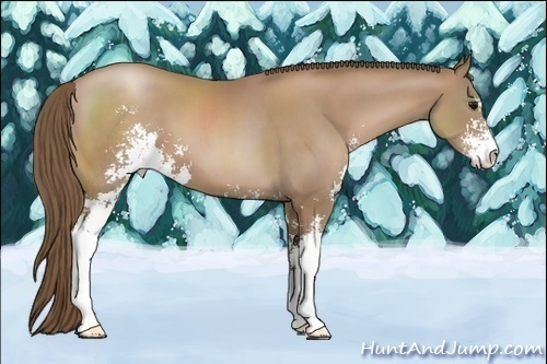 Horse Color:Black Pearl Sabino