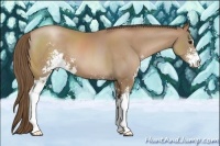 Horse Color:Black Pearl Sabino 