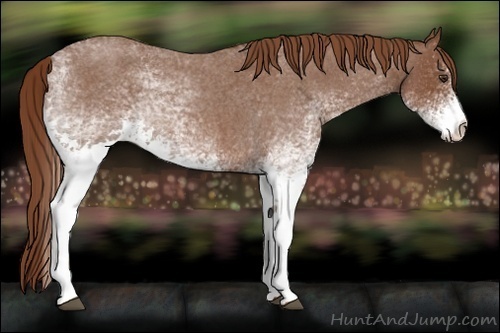 Horse Color:White Spotted Red Roan