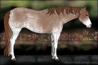 Horse Color:White Spotted Red Roan 
