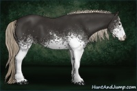 Horse Color:White Spotted Liver Chestnut