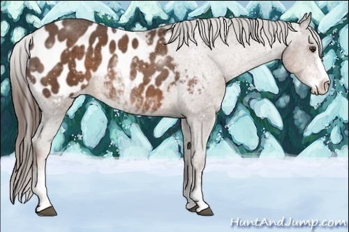 Horse Color:Liver Chestnut Sabino Appaloosa Rabicano