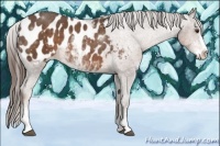 Horse Color:Liver Chestnut Sabino Appaloosa Rabicano