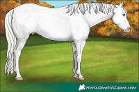 Horse Color:Chocolate Palomino Pearl Sabino Appaloosa Rabicano 