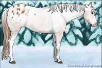 Horse Color:Chestnut Appaloosa 