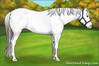 Horse Color:White Spotted Bay Appaloosa 