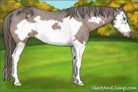 Horse Color:Buckskin Splash Frame Varnish