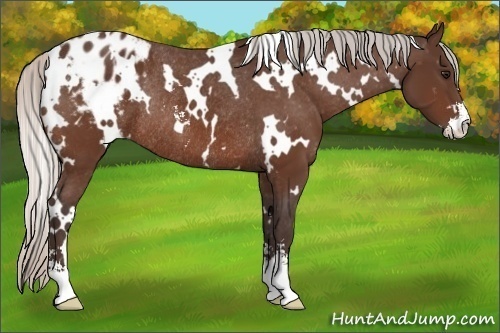 Horse Color:White Spotted Silver Bay Sabino Appaloosa Rabicano 
