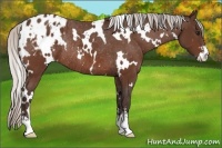 Horse Color:White Spotted Silver Bay Sabino Appaloosa Rabicano 