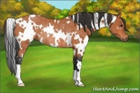 Horse Color:White Spotted Bay Rabicano