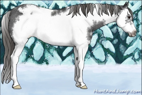 Horse Color:White Spotted Smoky Black Splash Frame Appaloosa 