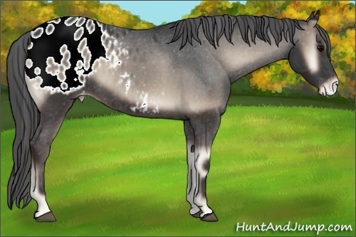 Horse Color:Blue Onyx Appaloosa 