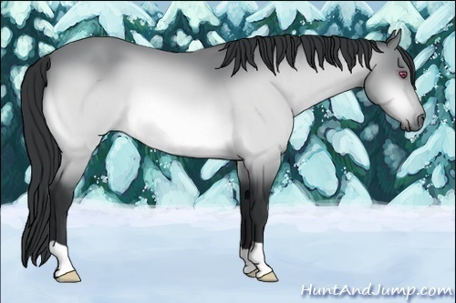Horse Color:Buckskin Chinchilla 