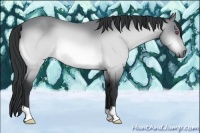 Horse Color:Buckskin Chinchilla