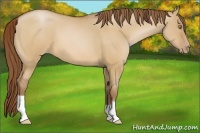 Horse Color:Bay Pearl Dun