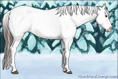 Horse Color:White Spotted Red Onyx Appaloosa