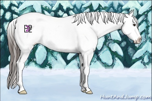 Horse Color:Liver Chestnut Near Leopard 