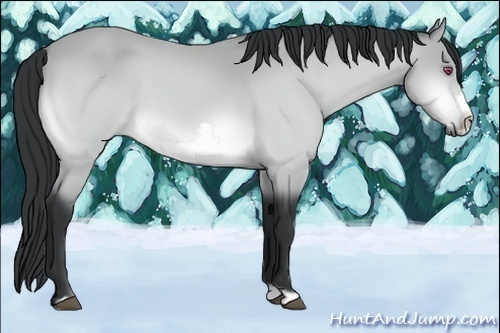 Horse Color:Buckskin Chinchilla Frame 