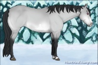 Horse Color:Buckskin Chinchilla Frame 