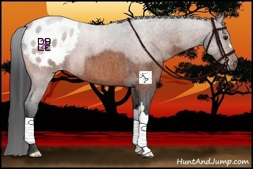 Horse Color:Bay Roan Appaloosa 