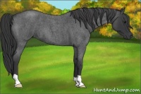 Horse Color:Blue Roan 