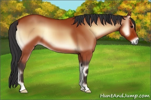 Horse Color:Bay Onyx 