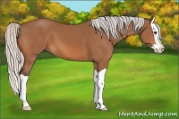 Horse Color:Silver Bay Splash 