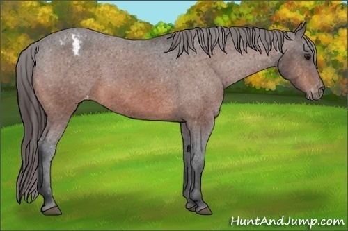 Horse Color:Bay Appaloosa Rabicano 