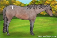 Horse Color:Bay Varnish Rabicano 